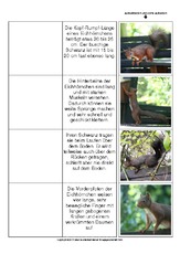 Flip-Flap-Eichhörnchen-Aussehen.pdf